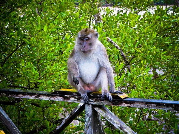 Macaque on the plank walk near park HQ
