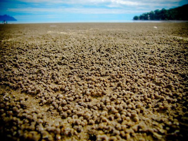 An entire beach of tiny sand balls
