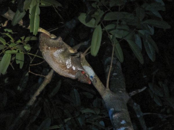 Flying lemur on the night trek