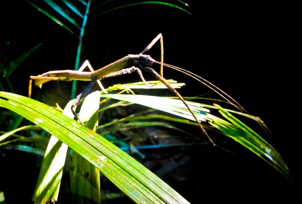 Stick bug! Our guides were excellent at spotting us we would have walked right past