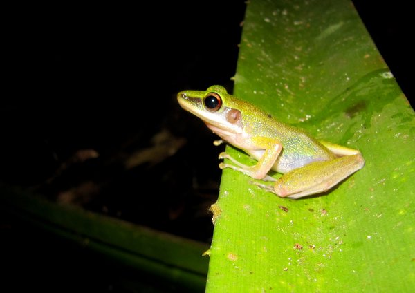 Frog on the night trek