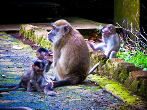 Three little monkeys...causing  trouble.