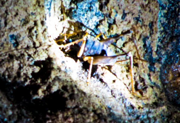 Cave cricket