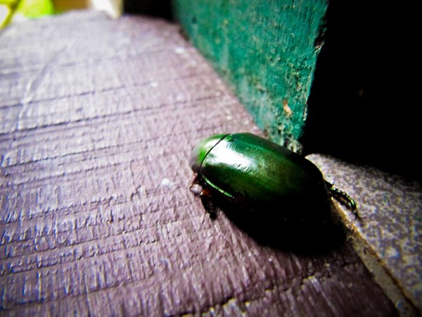 Jungle beetle