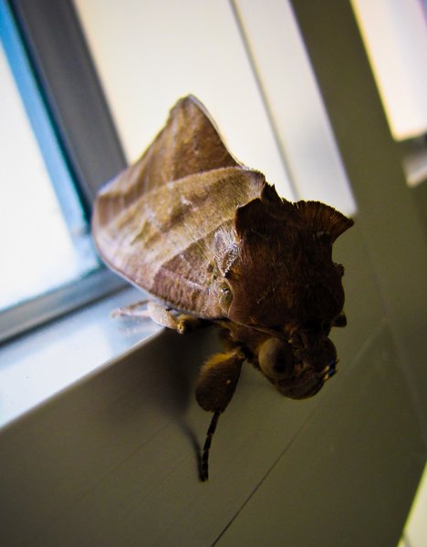 Moth on the window