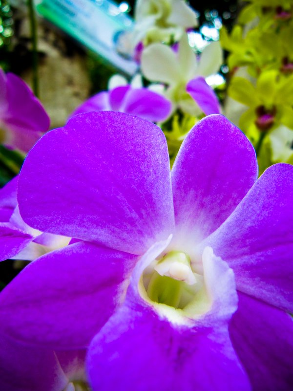 Orchids at Suan Pakkard Palace