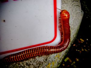 Millipede coming out after the rain