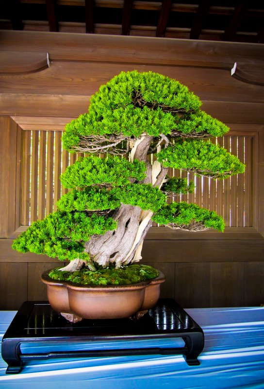 Bonsai tree at Meiji Jingu