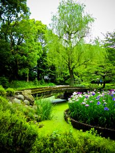Iris garden in Kiyosumi