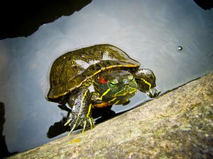 Curious turtle in the pond at Kiyosumi Garden