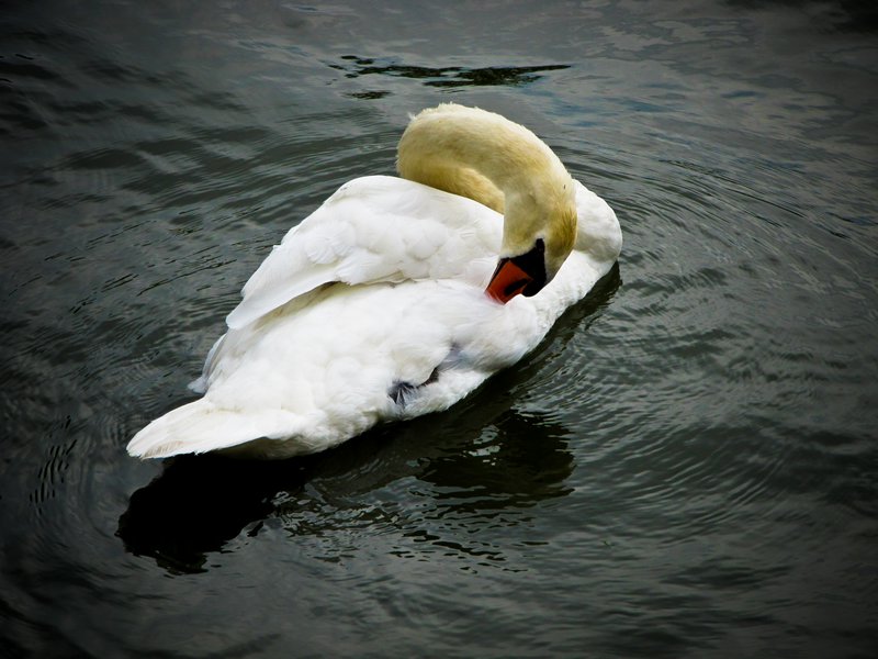 Imperial Palace swan