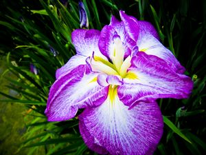 Iris season in Japan