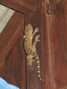 The huge Tokay gecko that lived in our bungalow