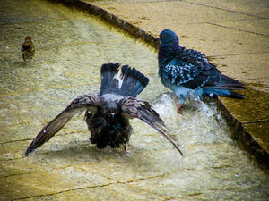 Bird bath in Ueno Park