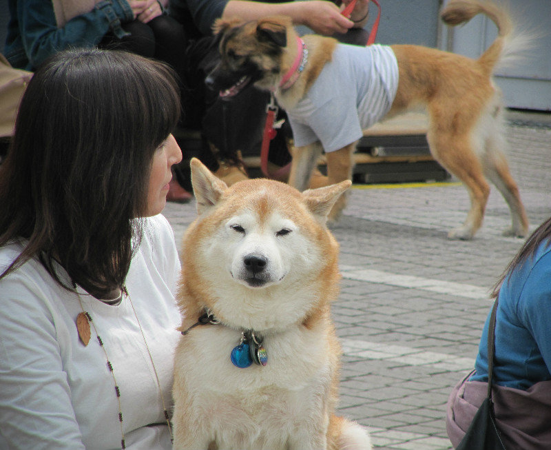 Yoyogi dog festival.