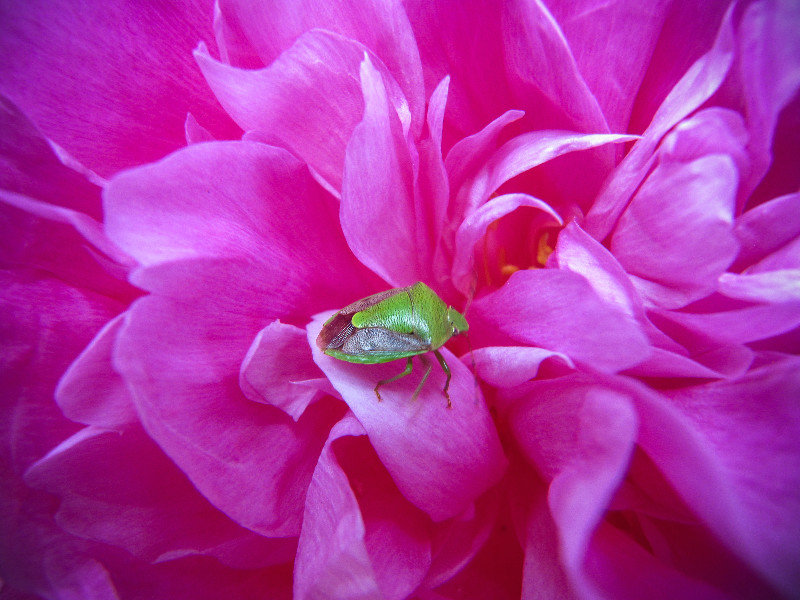 Finding a home in a peony