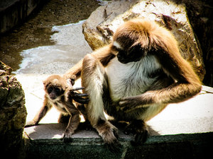 Monkeys doing monkey things