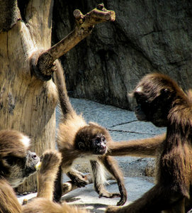 Edogawa zoo monkeys