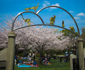 Cherry blossom season at our local park. Picnics abound.