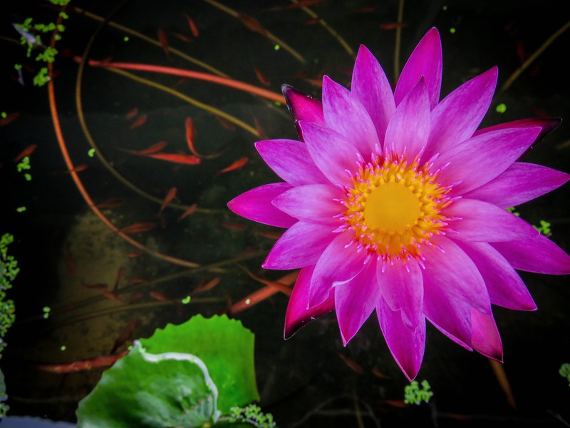 Lotus in Chiang Mai