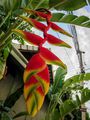 Heliconia in Chiang Mai