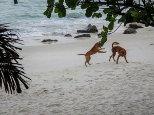 Beach dogs on Koh Samet
