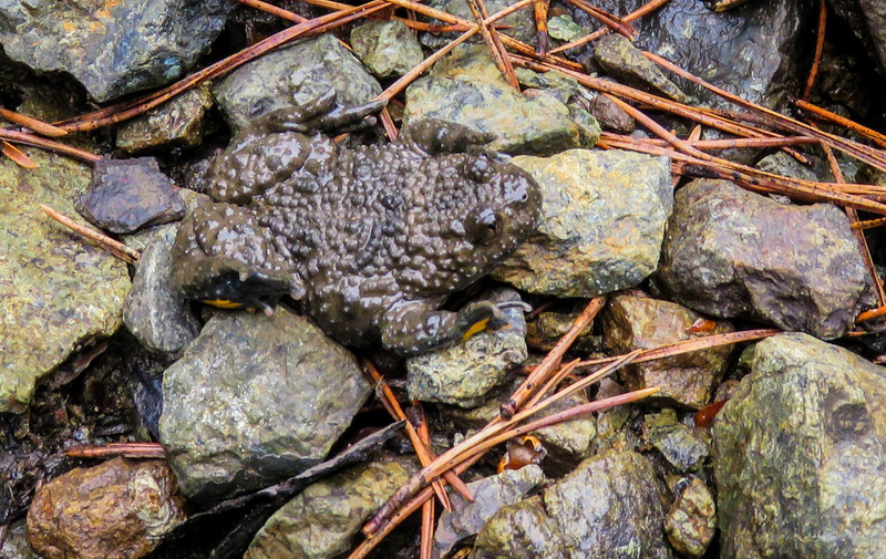 Frog on our hike