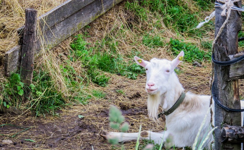 Curious goat friend