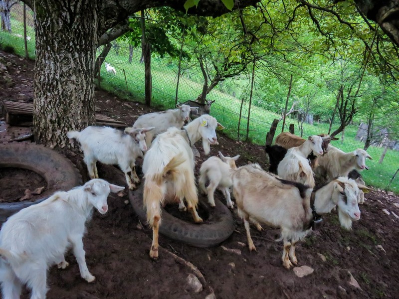 The goats out for their evening playtime 