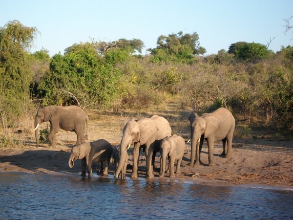 Elephant family in Chobe National Park