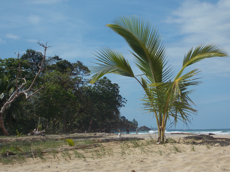 Gotta show a palm tree on a beach!!