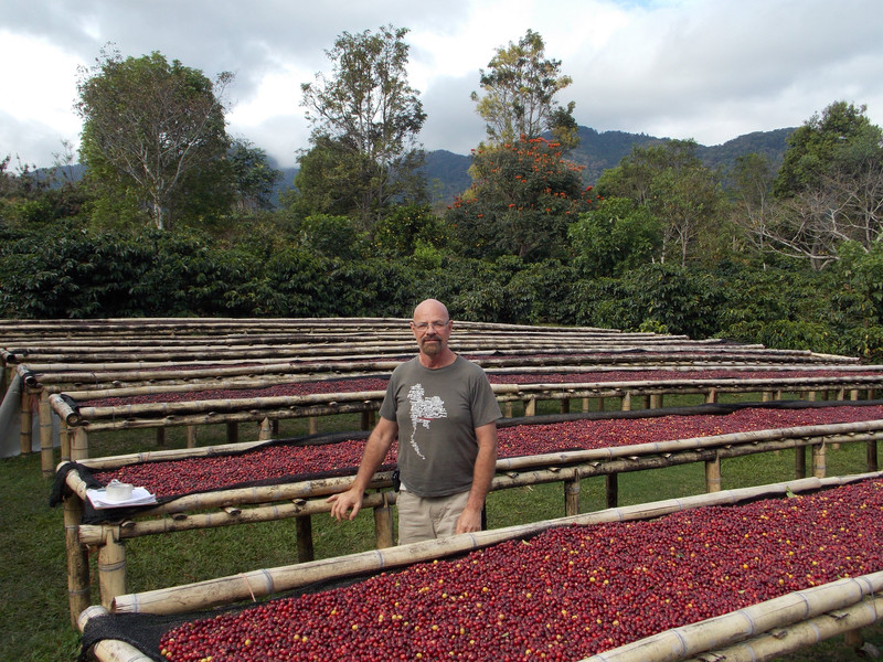 Amid the coffee beans drying