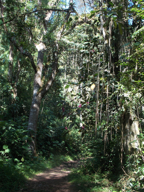 The oldest tree in Panama