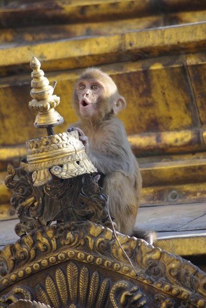 Monkey on Temple