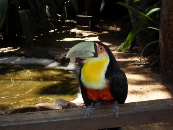 Red Breasted Toucan 1