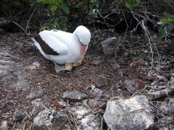 BOOBY WITH 2 EGGS