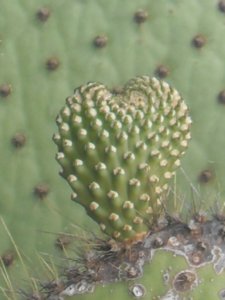 Gallapagos cactus heart shaped