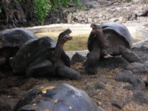 Giant Land Tortoises