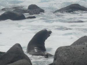 Male Sea Lion surveying the surf