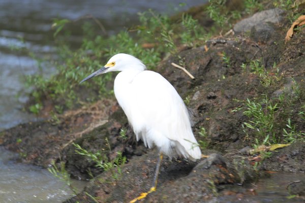 White Egret on the Peana Blanco