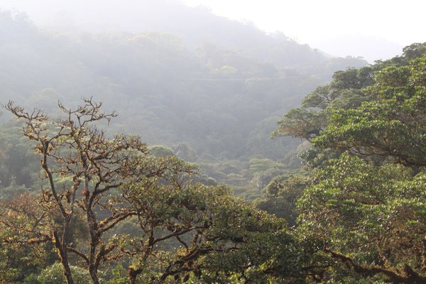 Santa Elena canopy cloud forest