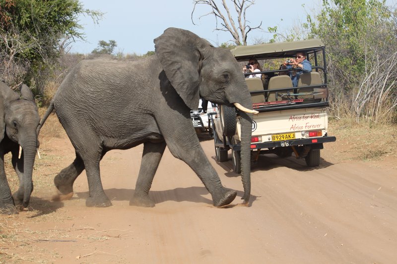 11 Elephant Crossing Roadc