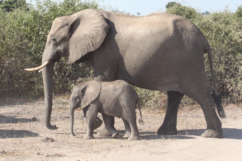 12 Elephant mom and baby