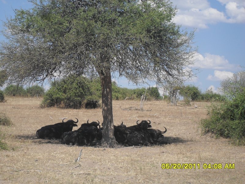 13 Buffalo under the tree