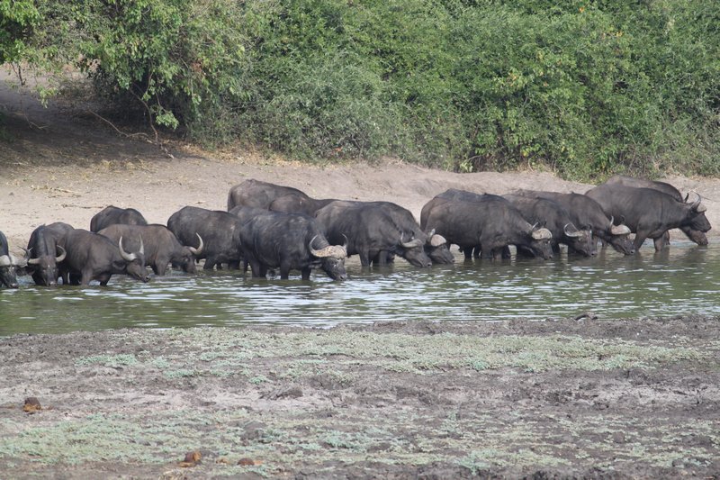 15 Cape Buffalo at rivers edge