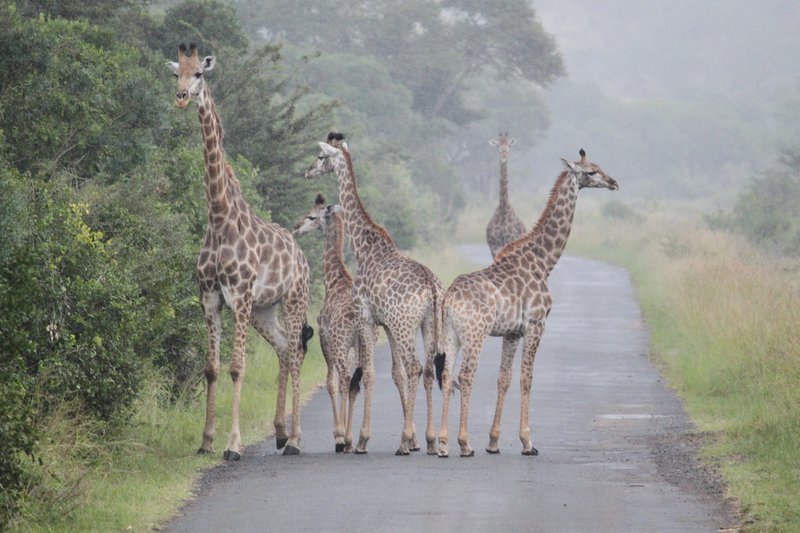 5 Giraffes in the Road
