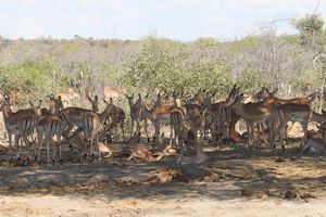 18 Impala herd