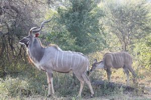 19 Kudu Antelope