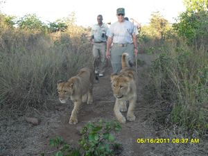 23.1 Walking with freindly lions