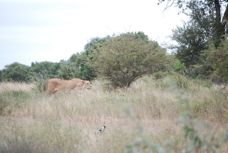 Lioness Stalking